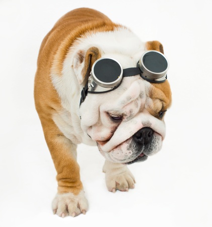English bulldog with safety gogglesの写真素材