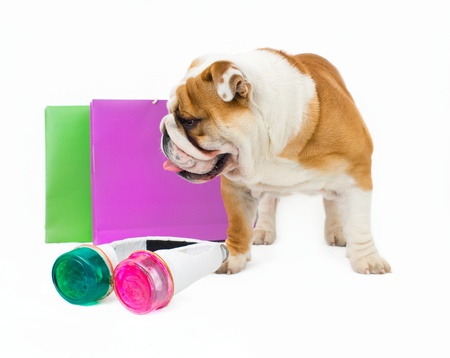 English bulldog with stylish glassesの写真素材