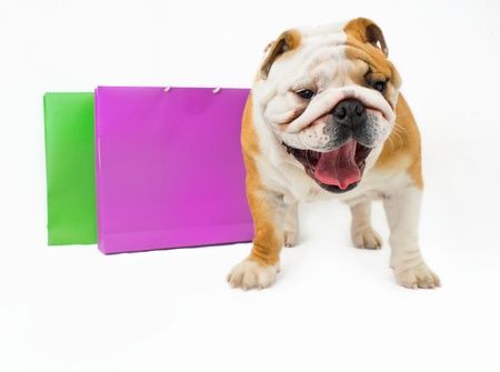English bulldog with a colors packageの写真素材