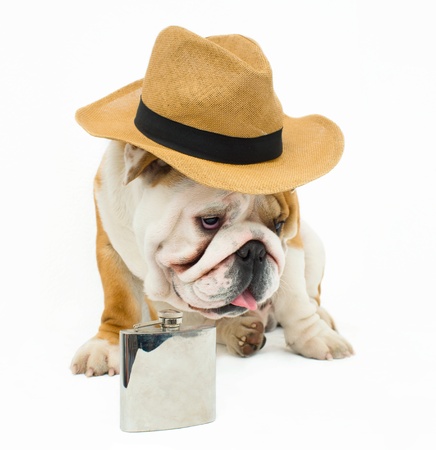 English bulldog in straw hat and flaskの写真素材