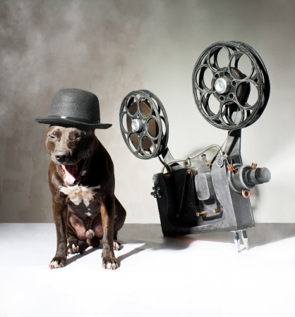 American Staffordshire terrier and movie projector with the filmの写真素材