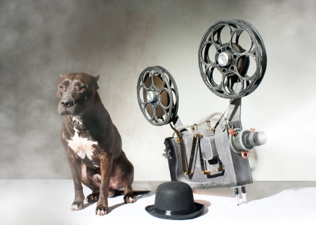 American Staffordshire terrier and movie projector with the filmの写真素材
