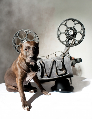 American Staffordshire terrier and movie projector with the filmの写真素材