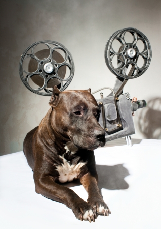 American Staffordshire terrier and movie projector with the filmの写真素材