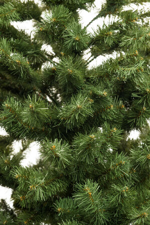 Christmas background of green treesの写真素材