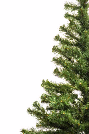 Christmas background of green treesの写真素材
