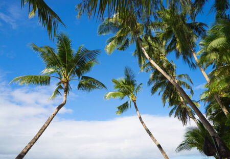 Palms on the blue sky backgroundの写真素材