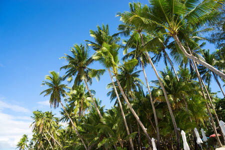 Palms on the blue sky backgroundの写真素材