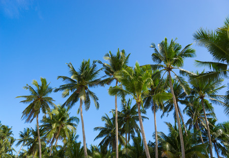 Palms on the blue sky backgroundの写真素材