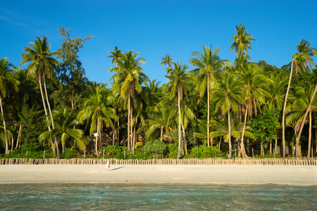 Beautiful landscape with the sea and palm treesの写真素材