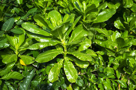 Natural background from the leaves of plantsの写真素材