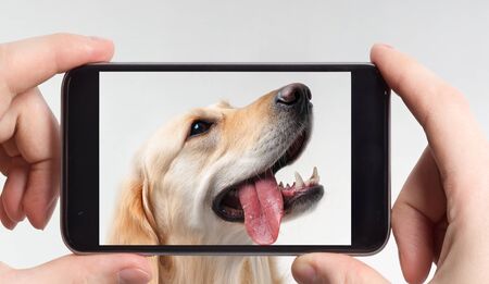 Portrait of a labrador retriever in a mobile phoneの写真素材