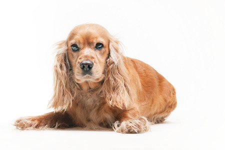 Cocker spaniel on the white backgroundの写真素材