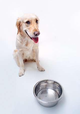 Golden Labrador retriever with empty bowl on white backgroundの写真素材