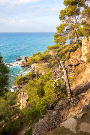 Mediterranean pines on rock by seaの写真素材