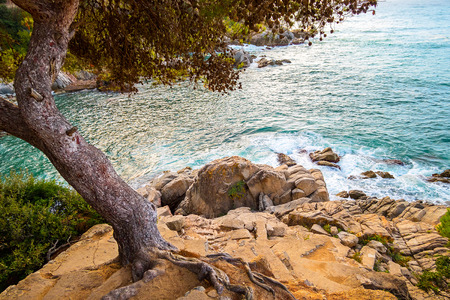 Beautiful mediterranean pine on cliff by seaの写真素材