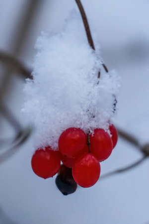 A branch with a bunch of red viburnum berries and snow on topの写真素材