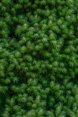 Needles texture of Alberta spruce Maingold - Picea glauca, green background