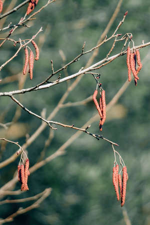 Brown alder catkins on the green blurred background, spring - alnus glutinosaの写真素材
