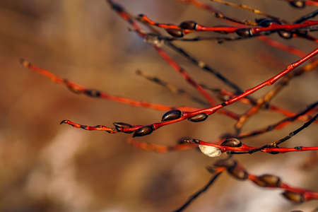 Red willow branches with springtime swollen buds close-up on blurred background