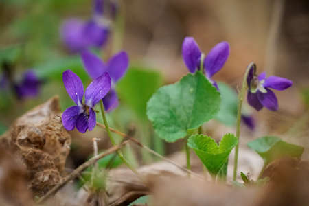 Violet flowers bloom in the spring forest close up. Sweet violet, viola odorata