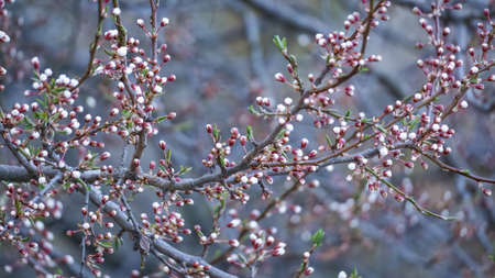 A cherry tree branch of springtime blooming white flowers. Prunus cerasusの写真素材