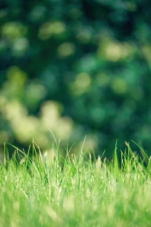 Green grass close-up front view on dark green blurred naturel backgroundの写真素材