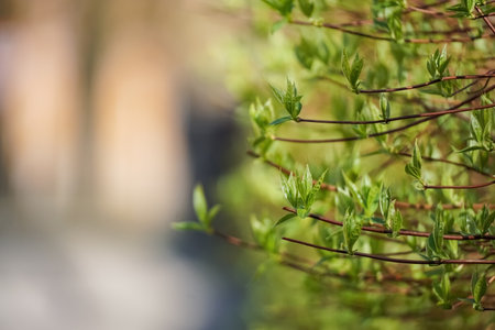 Springtime bush branches with young fresh green leaves on blurred backgroundの写真素材