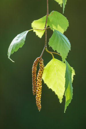 Green bright birch leaves and buds, springtime backgroundの写真素材