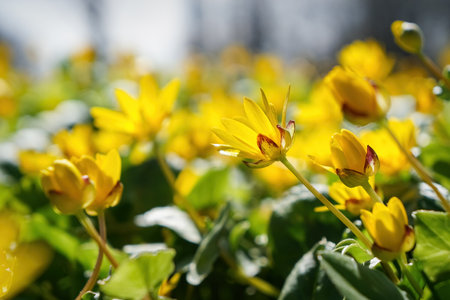 Springtime yellow flowers of Lesser celandine, ficaria verna or fig buttercupの写真素材