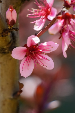 Beautiful pink almond flowers on blurred background, springtime.の写真素材