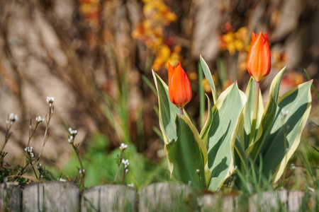 Red tulip beautiful young flowers close-up in springtime on a blurry backgroundの写真素材