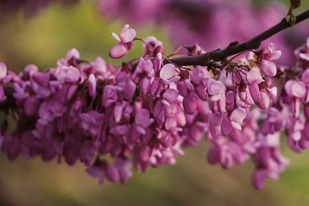 Eastern Redbud purple flowers close-up on blurred background - springtime blooming - Judas-treeの写真素材