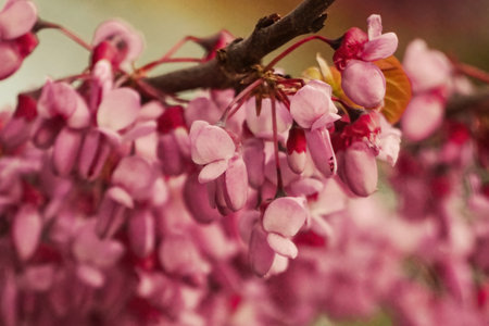 Eastern Redbud pink purple flowers close-up on blurred background - springtime blooming - Judas-treeの写真素材