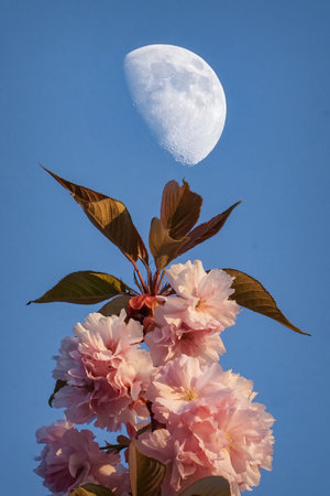 Sakura pink flowers on the moon and blue sky background, close-up - pink cherry bloomingの写真素材