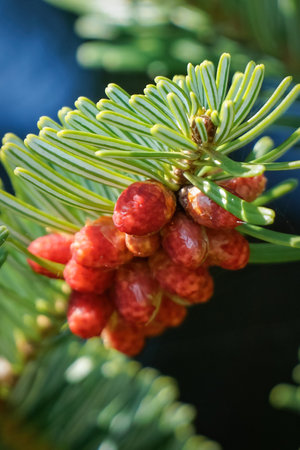 Nordmann Fir - Abies nordmanniana - with orange red staminate cone on branches.の写真素材