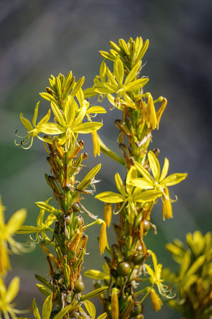 Asphodeline lutea, Yellow Asphodel, flower on blurred backgroundの写真素材