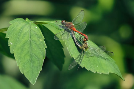 Ruddy darter dragonfly mating on the leaf - selective focus - anisopteraの写真素材