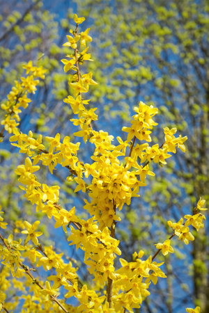 Bush with small and bright yellow flowers, Forsythia Intermedia Spectabilisの写真素材