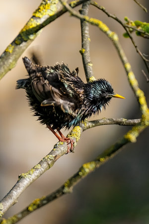 Funny wet bird starling sits on a branch and shakes the water off its feathersの写真素材