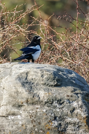 Magpie bird sitting on a stone on a sunny day, selective focus. Pica picaの写真素材