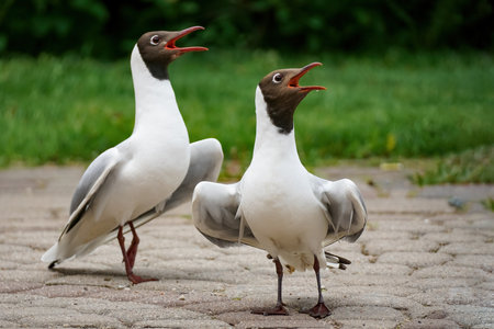 Two white gulls with their beaks open.の写真素材