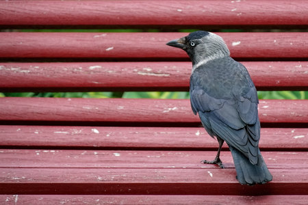 Jackdaw Sits On a red Benchの写真素材