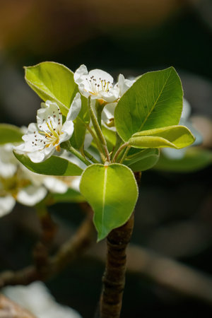 Cherry blossom, white cherry flowers close-up on a tree branch, blurred backgroundの写真素材
