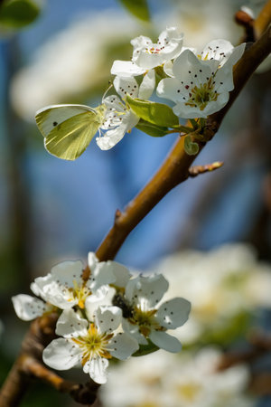 Butterfly on white cherry flower close-up on a tree branch, blurred backgroundの写真素材