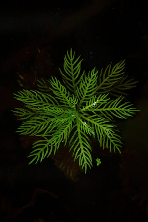 Water milfoil single plant on the dark water background - Myriophyllum aquaticumの写真素材