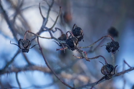 Rosehip bush with thorns and dry rose hips on a blurred background. Rosa caninaの写真素材