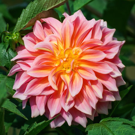 Pink dahlia beautiful single flower close-up in the gardenの写真素材