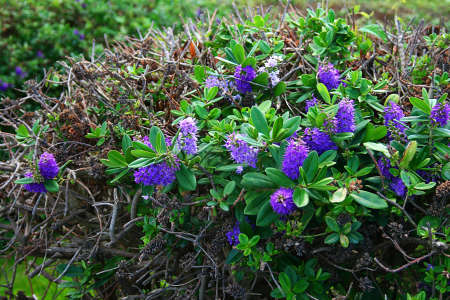 purple flowersの写真素材