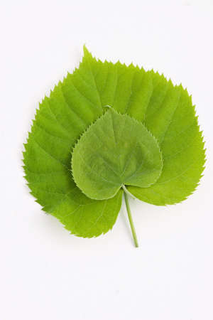 two green leafs isolated on whiteの写真素材